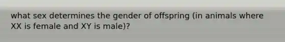 what sex determines the gender of offspring (in animals where XX is female and XY is male)?