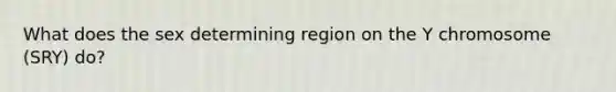 What does the sex determining region on the Y chromosome (SRY) do?