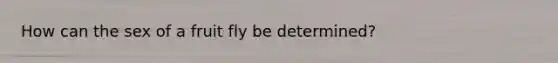 How can the sex of a fruit fly be determined?