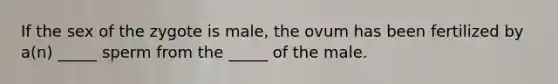 If the sex of the zygote is male, the ovum has been fertilized by a(n) _____ sperm from the _____ of the male.