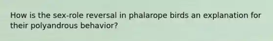 How is the sex-role reversal in phalarope birds an explanation for their polyandrous behavior?