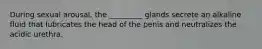 During sexual arousal, the _________ glands secrete an alkaline fluid that lubricates the head of the penis and neutralizes the acidic urethra.