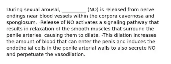 During sexual arousal, __________ (NO) is released from nerve endings near blood vessels within the corpora cavernosa and spongiosum. -Release of NO activates a signaling pathway that results in relaxation of the smooth muscles that surround the penile arteries, causing them to dilate. -This dilation increases the amount of blood that can enter the penis and induces the endothelial cells in the penile arterial walls to also secrete NO and perpetuate the vasodilation.