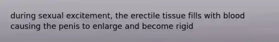 during sexual excitement, the erectile tissue fills with blood causing the penis to enlarge and become rigid