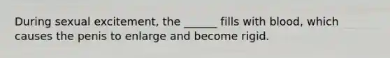 During sexual excitement, the ______ fills with blood, which causes the penis to enlarge and become rigid.