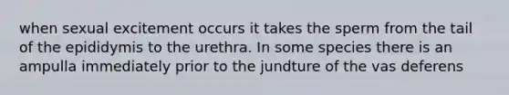 when sexual excitement occurs it takes the sperm from the tail of the epididymis to the urethra. In some species there is an ampulla immediately prior to the jundture of the vas deferens