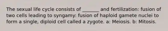 The sexual life cycle consists of _______ and fertilization: fusion of two cells leading to syngamy: fusion of haploid gamete nuclei to form a single, diploid cell called a zygote. a: Meiosis. b: Mitosis.