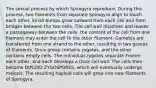 The sexual process by which Spirogyra reproduce. During this process, two filaments from separate Spirogyra align to touch each other. Small bumps grow outward from each cell and form bridges between the two cells. The cell wall dissolves and leaves a passageway between the cells. the content of the cell from one filament may enter the cell fo the other filament. Gametes are transferred from one strand to the other, resulting in two groups of filaments. Once group contains zygotes, and the other contains empty cells. The individual zygotes separate Fromm each other, and each develops a thick cell wall. The cells then become DIPLOID ZYGOSPORES, which will eventually undergo meiosis. The resulting haploid cells will grow into new filaments of Spirogyra.