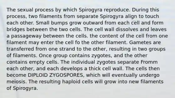 The sexual process by which Spirogyra reproduce. During this process, two filaments from separate Spirogyra align to touch each other. Small bumps grow outward from each cell and form bridges between the two cells. The cell wall dissolves and leaves a passageway between the cells. the content of the cell from one filament may enter the cell fo the other filament. Gametes are transferred from one strand to the other, resulting in two groups of filaments. Once group contains zygotes, and the other contains empty cells. The individual zygotes separate Fromm each other, and each develops a thick cell wall. The cells then become DIPLOID ZYGOSPORES, which will eventually undergo meiosis. The resulting haploid cells will grow into new filaments of Spirogyra.