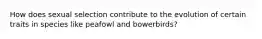 How does sexual selection contribute to the evolution of certain traits in species like peafowl and bowerbirds?