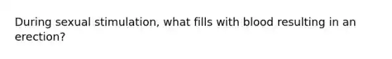 During sexual stimulation, what fills with blood resulting in an erection?