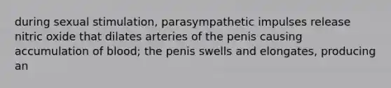 during sexual stimulation, parasympathetic impulses release nitric oxide that dilates arteries of the penis causing accumulation of blood; the penis swells and elongates, producing an