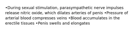 •During sexual stimulation, parasympathetic nerve impulses release nitric oxide, which dilates arteries of penis •Pressure of arterial blood compresses veins •Blood accumulates in the erectile tissues •Penis swells and elongates