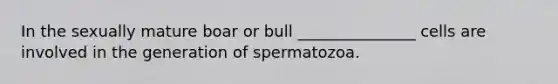 In the sexually mature boar or bull _______________ cells are involved in the generation of spermatozoa.