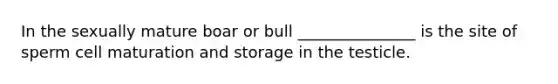 In the sexually mature boar or bull _______________ is the site of sperm cell maturation and storage in the testicle.