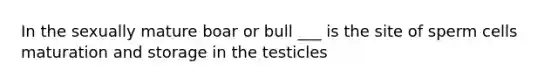 In the sexually mature boar or bull ___ is the site of sperm cells maturation and storage in the testicles