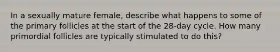 In a sexually mature female, describe what happens to some of the primary follicles at the start of the 28-day cycle. How many primordial follicles are typically stimulated to do this?