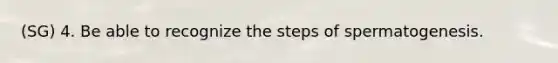 (SG) 4. Be able to recognize the steps of spermatogenesis.