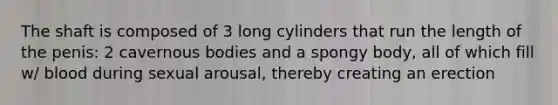 The shaft is composed of 3 long cylinders that run the length of the penis: 2 cavernous bodies and a spongy body, all of which fill w/ blood during sexual arousal, thereby creating an erection