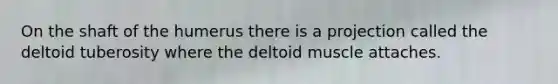 On the shaft of the humerus there is a projection called the deltoid tuberosity where the deltoid muscle attaches.