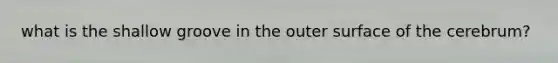 what is the shallow groove in the outer surface of the cerebrum?