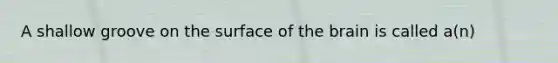 A shallow groove on the surface of the brain is called a(n)