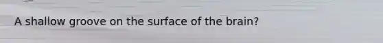 A shallow groove on the surface of the brain?