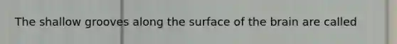 The shallow grooves along the surface of the brain are called