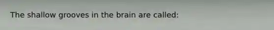 The shallow grooves in <a href='https://www.questionai.com/knowledge/kLMtJeqKp6-the-brain' class='anchor-knowledge'>the brain</a> are called: