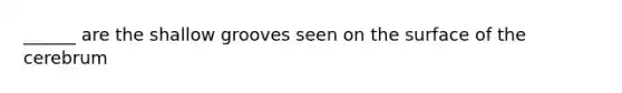 ______ are the shallow grooves seen on the surface of the cerebrum