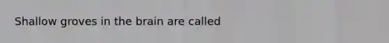 Shallow groves in the brain are called