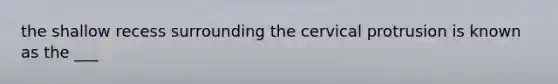 the shallow recess surrounding the cervical protrusion is known as the ___