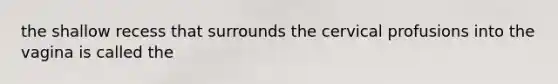 the shallow recess that surrounds the cervical profusions into the vagina is called the