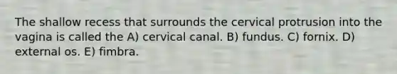 The shallow recess that surrounds the cervical protrusion into the vagina is called the A) cervical canal. B) fundus. C) fornix. D) external os. E) fimbra.