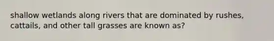 shallow wetlands along rivers that are dominated by rushes, cattails, and other tall grasses are known as?