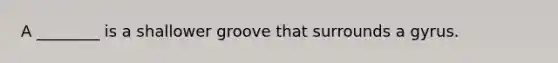 A ________ is a shallower groove that surrounds a gyrus.