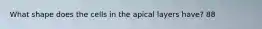 What shape does the cells in the apical layers have? 88