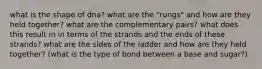 what is the shape of dna? what are the "rungs" and how are they held together? what are the complementary pairs? what does this result in in terms of the strands and the ends of these strands? what are the sides of the ladder and how are they held together? (what is the type of bond between a base and sugar?)