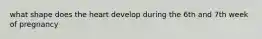 what shape does the heart develop during the 6th and 7th week of pregnancy