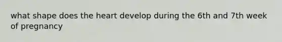 what shape does the heart develop during the 6th and 7th week of pregnancy