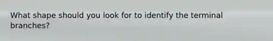What shape should you look for to identify the terminal branches?