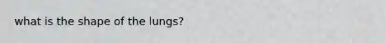 what is the shape of the lungs?