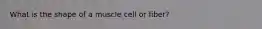 What is the shape of a muscle cell or fiber?