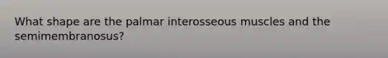 What shape are the palmar interosseous muscles and the semimembranosus?