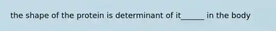 the shape of the protein is determinant of it______ in the body