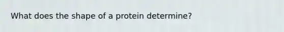 What does the shape of a protein determine?