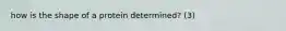 how is the shape of a protein determined? (3)