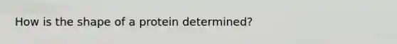 How is the shape of a protein determined?