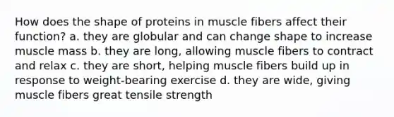 How does the shape of proteins in muscle fibers affect their function? a. they are globular and can change shape to increase muscle mass b. they are long, allowing muscle fibers to contract and relax c. they are short, helping muscle fibers build up in response to weight-bearing exercise d. they are wide, giving muscle fibers great tensile strength