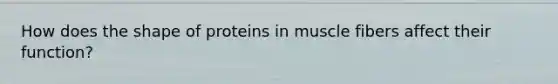 How does the shape of proteins in muscle fibers affect their function?